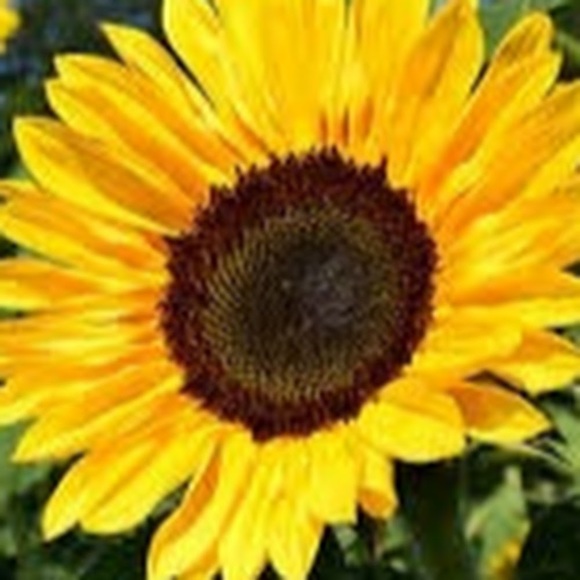 Meet your Posher, Altece - Picture 1 of 1